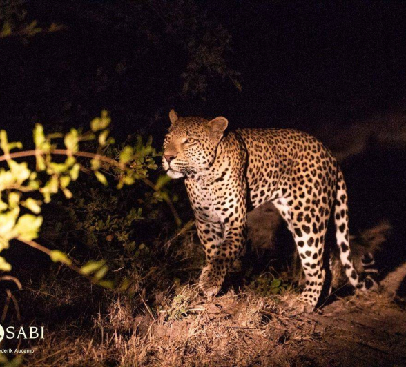 30Frederik Aucamp White Dam Male Leopard 05 05 2019 Final 30Frederik Aucamp White Dam Male Leopard 05 05 2019 Final