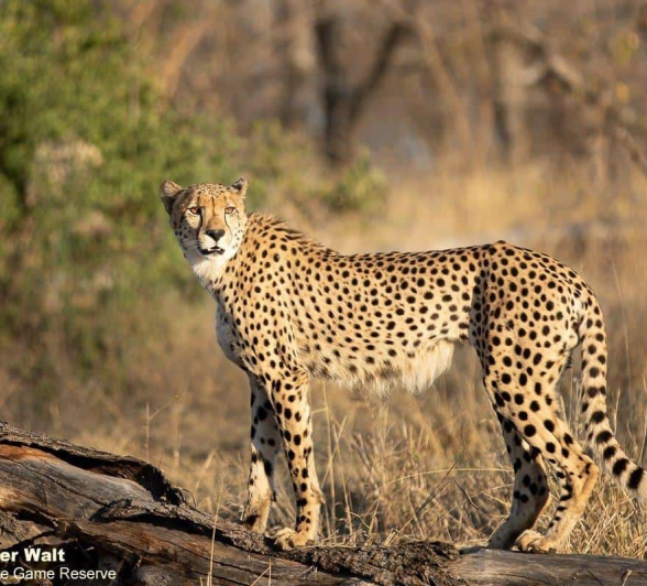 09Tyron Van Der Walt Cheetah 050920 1 Final 09Tyron Van Der Walt Cheetah 050920 1 Final