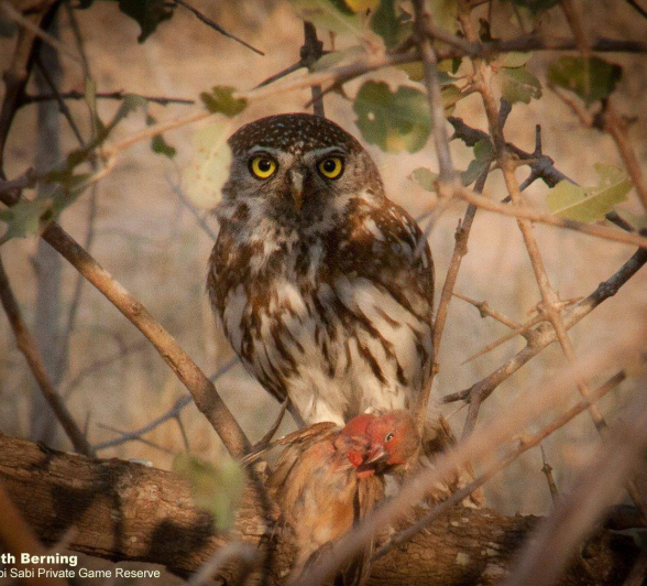 59Ruth Berning Pearl Spotted Owlet 21092020 5 Final 59Ruth Berning Pearl Spotted Owlet 21092020 5 Final
