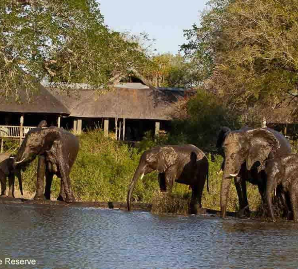 23Amy Leigh Elephant Herd 1 140920 140920 Final 23Amy Leigh Elephant Herd 1 140920 140920 Final