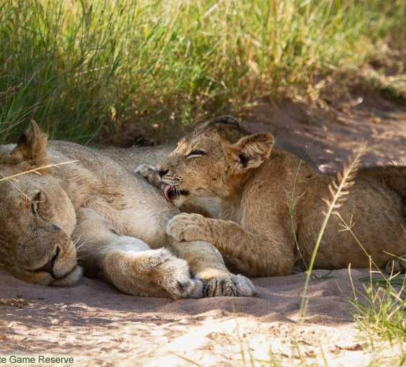 A04Amy Leigh Lion Styx 2 110222 Final