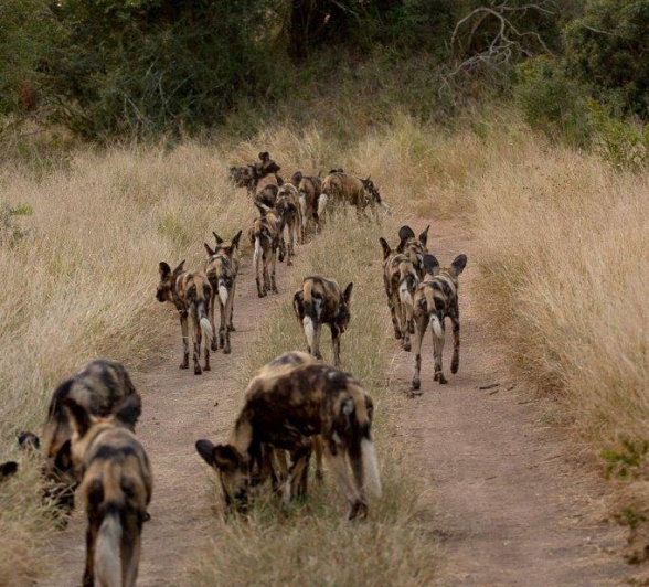 A16David Den Hartog Wild Dogs 12 03 2022 3 Edit Final A16David Den Hartog Wild Dogs 12 03 2022 3 Edit Final