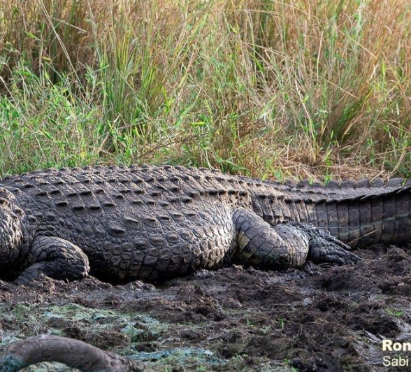 A01ronald Mutero Crocodile 22032022 Final