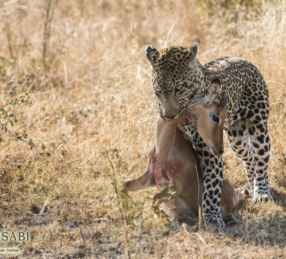 25Kevan Dobbie Kashan 25.06.3 Final