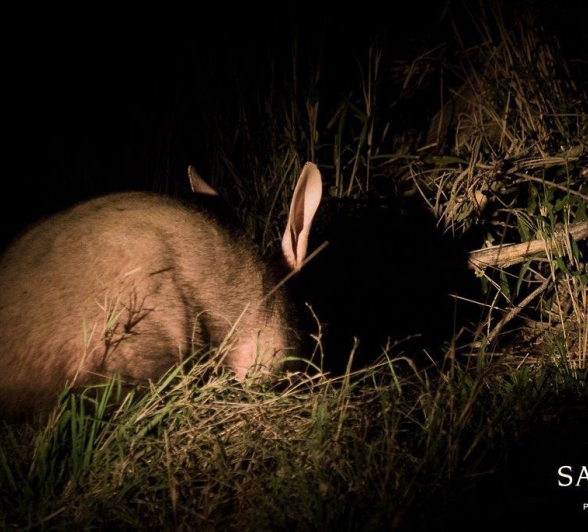 45Kevan Dobbie Aardvark 2011.2 Final