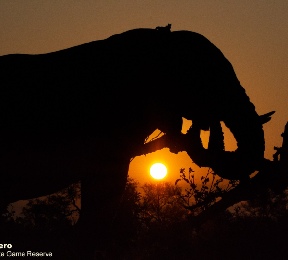 08ronald Mutero Elephant 11072022  Final 08ronald Mutero Elephant 11072022  Final