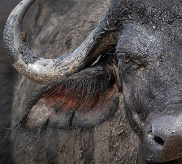 A11Jason Street Buffalo 041122 1. Final