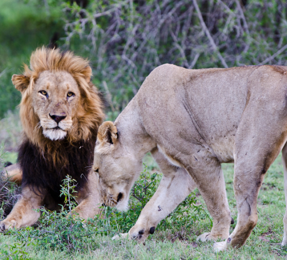 Kruger Male With Southern Pride Female Kruger Male With Southern Pride Female