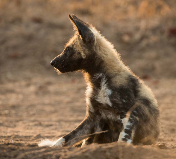 17Terry Ennever WD Pups15