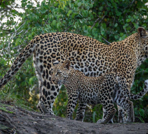 30Mike Palmer LBC Cub 050416 2