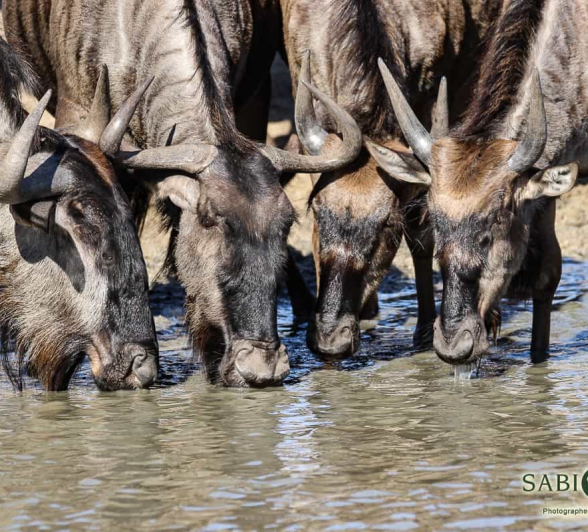 08Louise Murray Wildebeest Drinking 1 Final