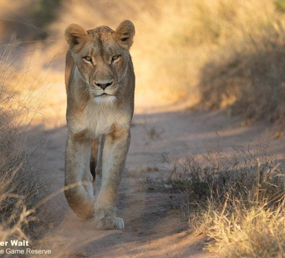 20Tyron Van Der Walt SP Female 290520 2 Final