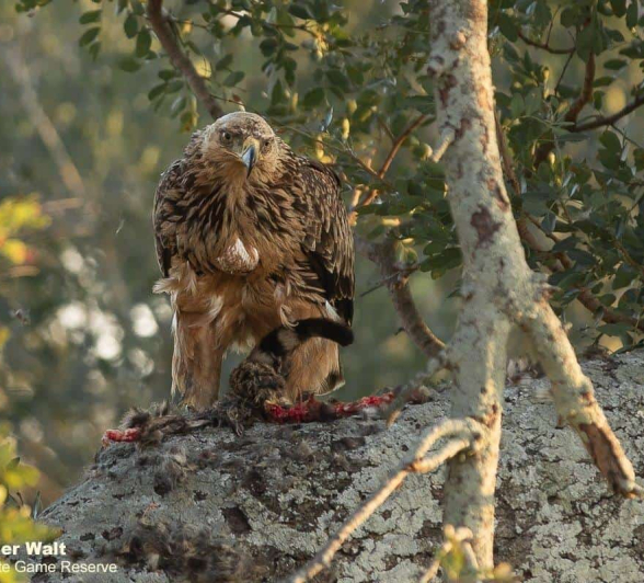 16Tyron Van Der Walt Tawny Eagle W Genet Kill 280520 1 Final 16Tyron Van Der Walt Tawny Eagle W Genet Kill 280520 1 Final