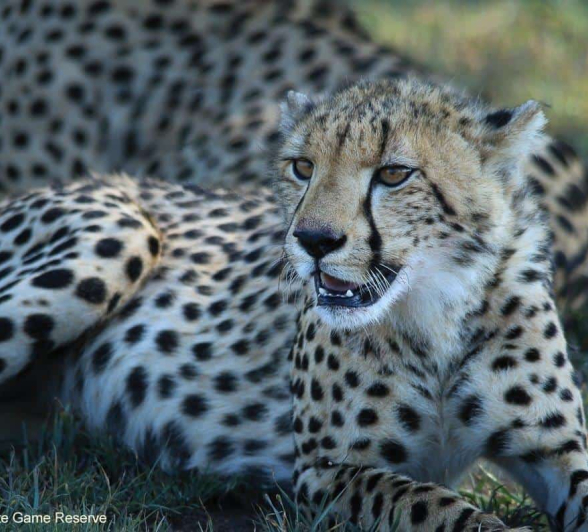 16Ally Ross 20201123 Cheetah Cub 01  Final 16Ally Ross 20201123 Cheetah Cub 01  Final