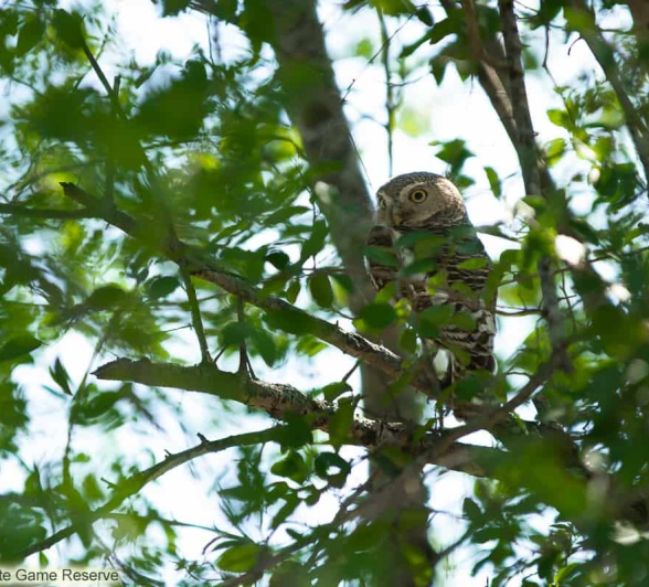 01Amy Leigh African Barred Owlet 1 131120 Final
