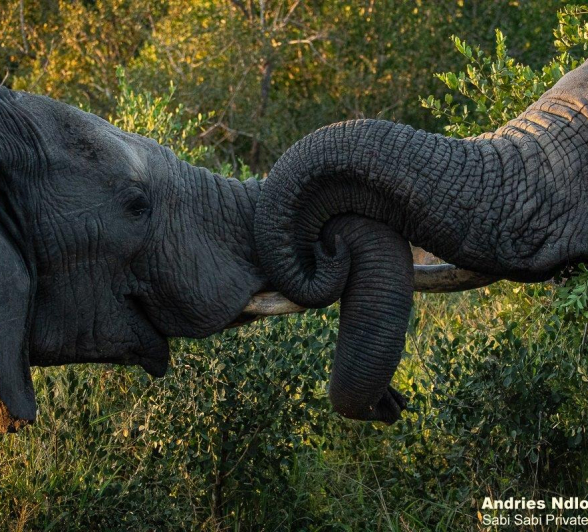 04andries Elephant 030521 4 Final 04andries Elephant 030521 4 Final