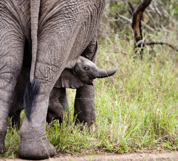 Sabi Sabi Photography 20 Sabi Sabi Photography 20