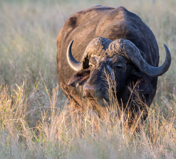 Buffalo Bull Sunset Buffalo Bull Sunset