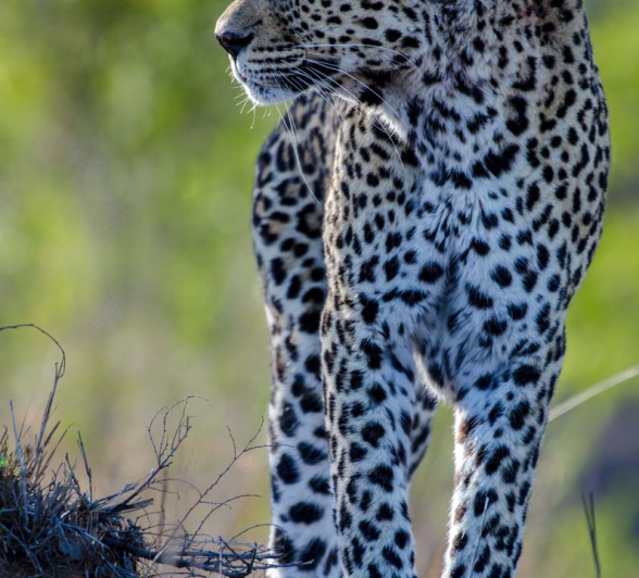 09Mike Laubscher Leopard02 09Mike Laubscher Leopard02