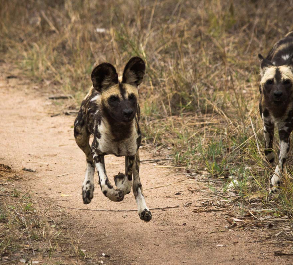 15Franscois Rosslee Dogrun 15Franscois Rosslee Dogrun