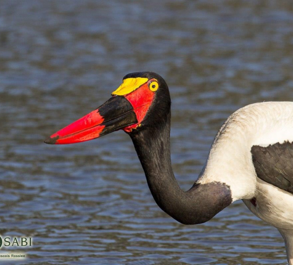 11Franscois Rosslee SBStork4 Final