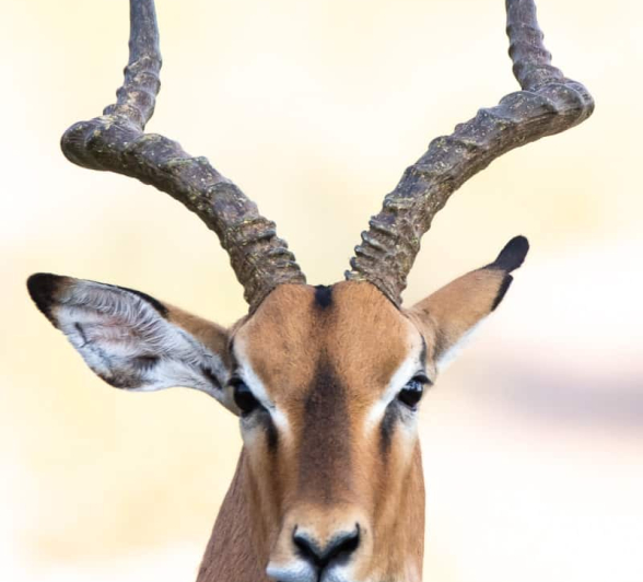 05Kevin Van Der Linde Impala 15042019 Final