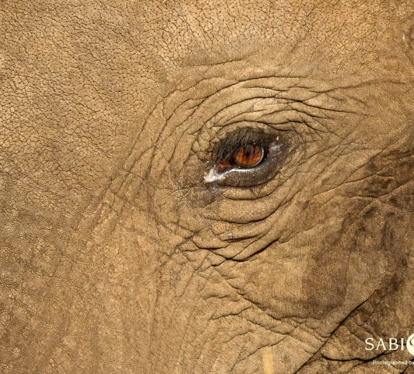 36 Kevin Van Der Linde Elephant 19082019 36 Kevin Van Der Linde Elephant 19082019