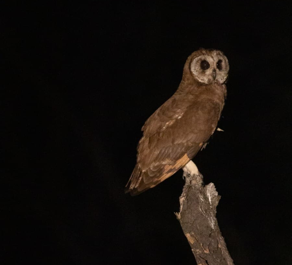 03Louise Murray Marsh Owl 03072019 1 Final 03Louise Murray Marsh Owl 03072019 1 Final