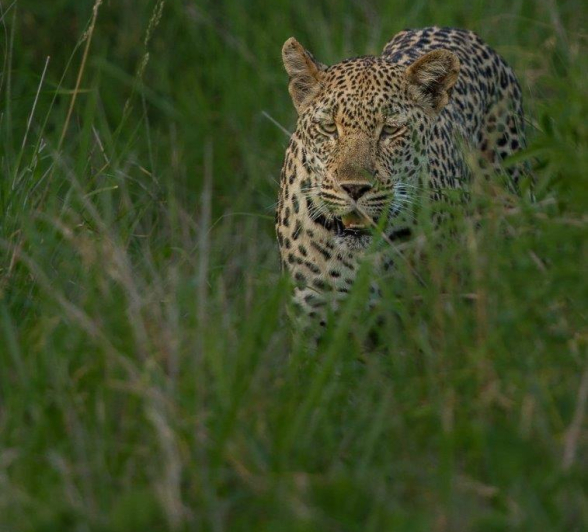 15Graeme Stewart Female Leopard On The Move 2 Final 15Graeme Stewart Female Leopard On The Move 2 Final