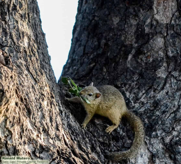 17Ronald Mutero Squreel 19022020  7 Final 17Ronald Mutero Squreel 19022020  7 Final