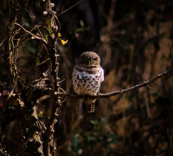 11Rebecca Boshoff Barred Owlet 1 FINAL 11Rebecca Boshoff Barred Owlet 1 FINAL