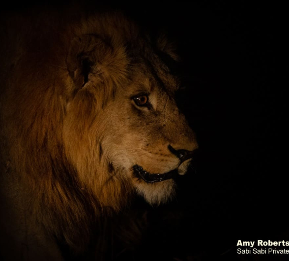 38Amy Roberts Lion Nwaswishaka 1 260820 FINAL