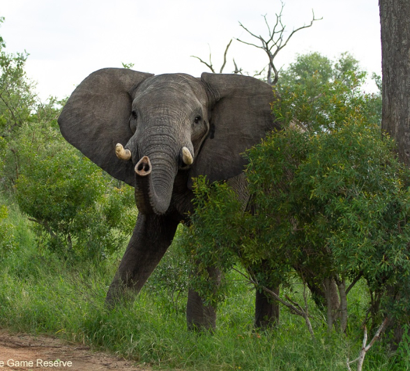 06Amy Leigh Elephant 1 060221  Final