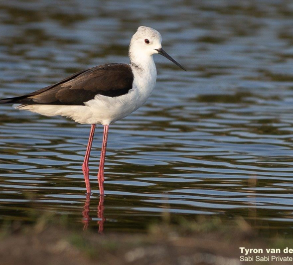 01Tyron Van Der Walt Black Winged Stilt 300720 1 Final