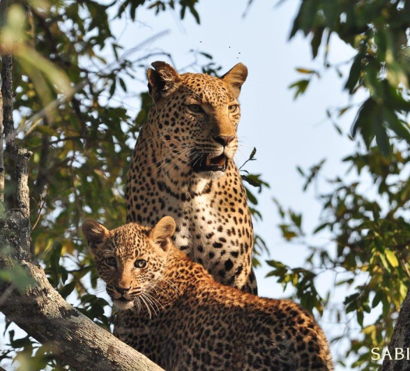 B06Guest Darryn Solomon Kigelia And Cub 2 270821 Final B06Guest Darryn Solomon Kigelia And Cub 2 270821 Final