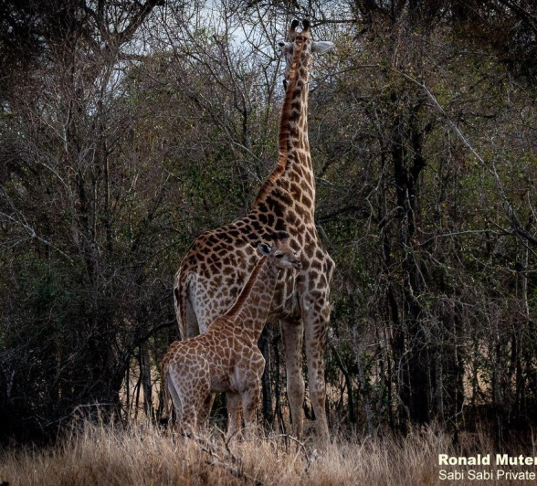 B31ronald Mutero Giraffe 29082021 3 Final B31ronald Mutero Giraffe 29082021 3 Final