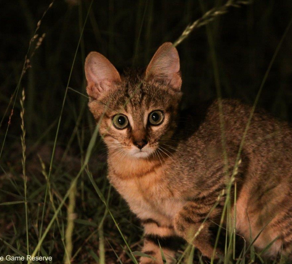 A11Erin Herbst African Wildcat 191221 Final A11Erin Herbst African Wildcat 191221 Final