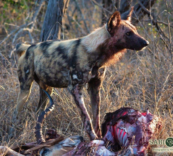 42Kerry Lee Roberg Wild Dogs 031118.5 Final 42Kerry Lee Roberg Wild Dogs 031118.5 Final