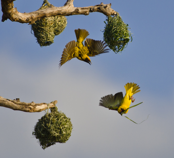 Southern Masked Weavers Southern Masked Weavers