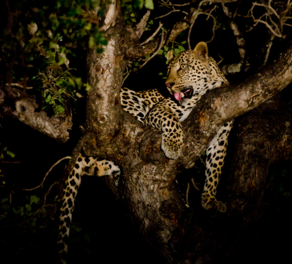 Leopard Fight 6 Leopard Fight 6