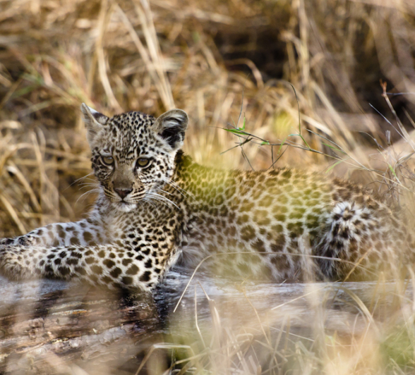 Nottins Cub Nottins Cub