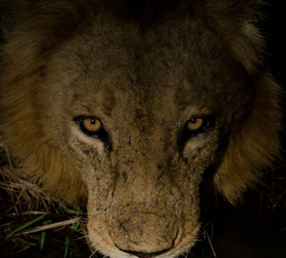 Sabi Sabi Photography 15 Sabi Sabi Photography 15