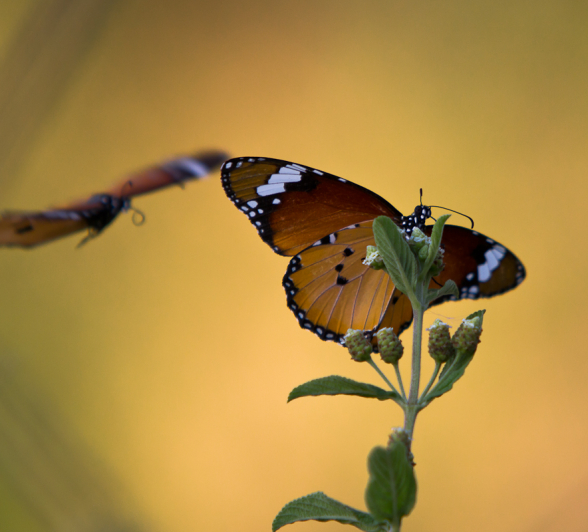 Unsuspecting Female Monarch