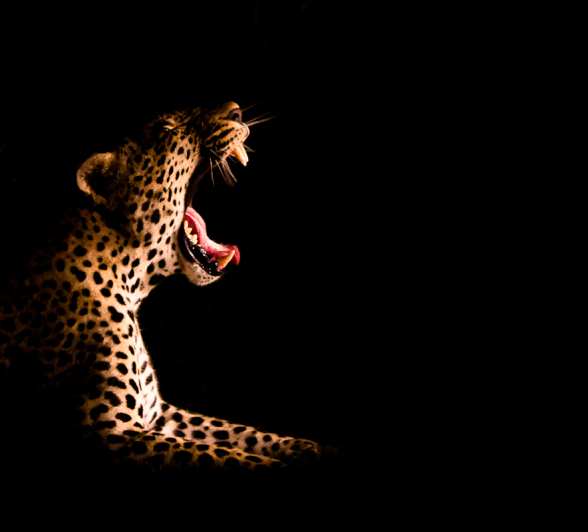 Leopard Yawn Leopard Yawn