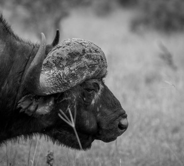 Buff Bull Buff Bull