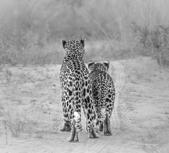 Steve WB Nottins And Cub Steve WB Nottins And Cub