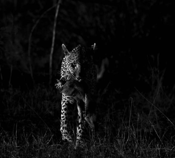 08Kyle Starutmann Leopard01 08Kyle Starutmann Leopard01