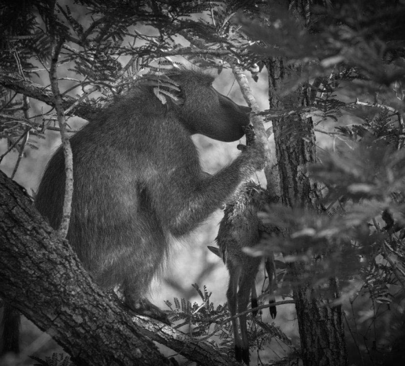 11Mike L Baboon Duiker 4 11Mike L Baboon Duiker 4