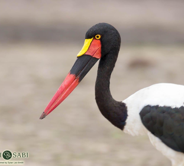 10Dylan Leo Smith Saddlebilled Stork Final 10Dylan Leo Smith Saddlebilled Stork Final