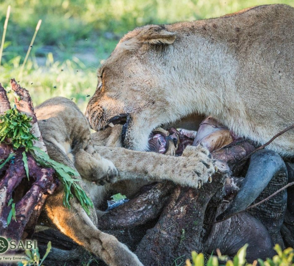 08Terry Ennever Hunger Games8 Final